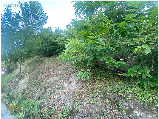 FATSA ILICA KAYAKÖY MAH. YOL ÜZERİ ANA YOLA CEPHE SATILIK ARAZİ